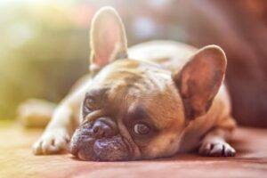 Will You Be a Pet-Friendly Landlord?