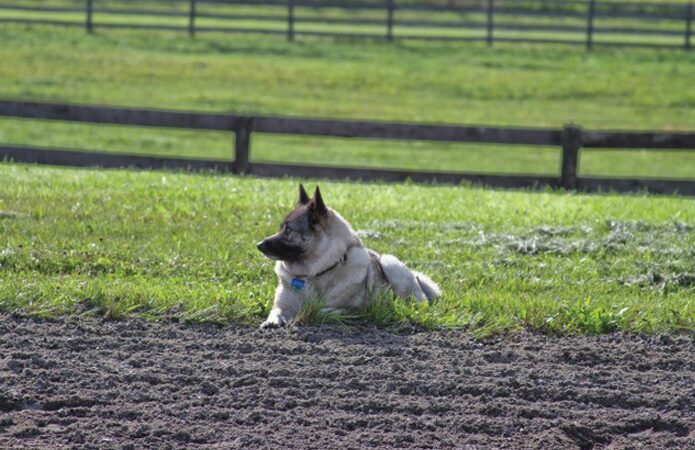Lusk Law: Animal & Equine Attorneys